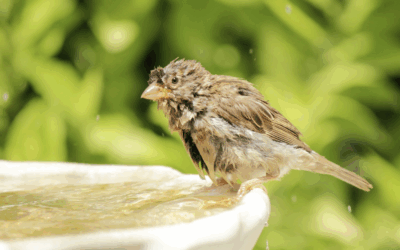 Trinkstellen für Vögel