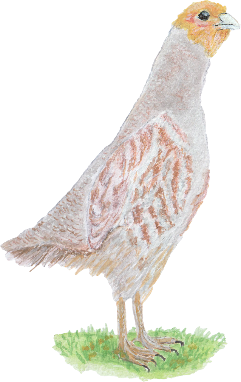 Gartenverein Friedlicher Nachbar Dortmund