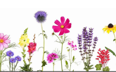 Unser Sommerfest am 20.06.